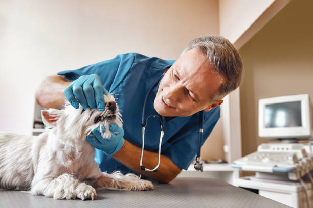 Best Broken or Chipped Tooth Repair in Fillmore, CA